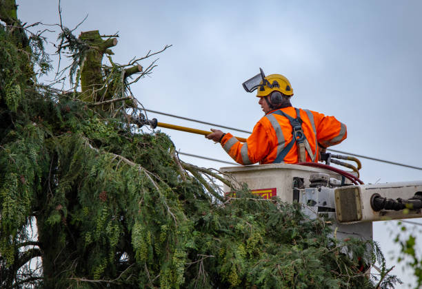 How Our Tree Care Process Works  in  Wilmington Island, GA