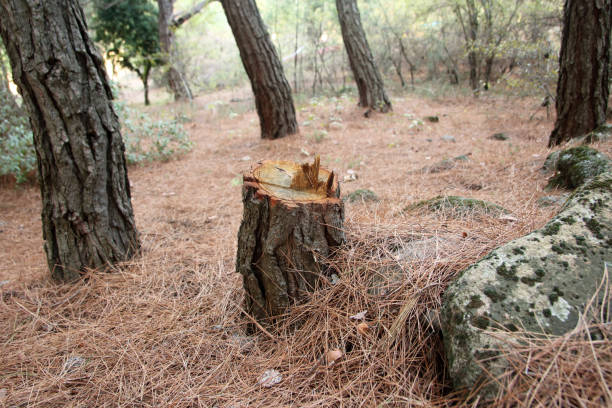 Professional Tree Care in Wilmington Island, GA